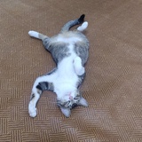 微光