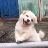 脆喵喵