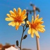 时芸