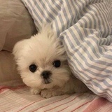momo