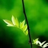 深白