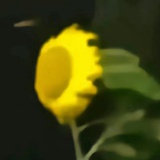 二等座橘子一位