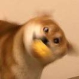 荼蘼