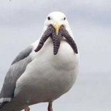 Gronru