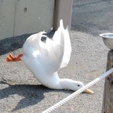 我有三个南瓜
