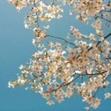 暖阳