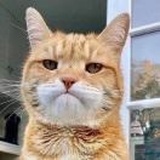 王小猫