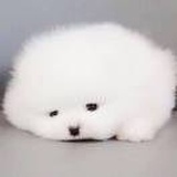 卡布奇诺