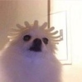 半夏