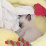 玉子烧