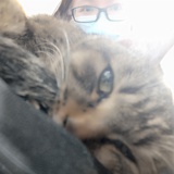 懒懒Ｄeゞ猫