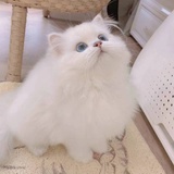 六等星与六棱