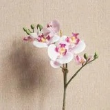 小瓶子