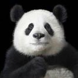 微微