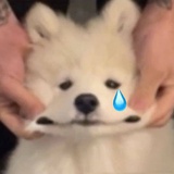 大狗勾