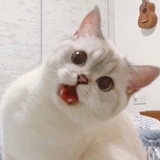 蜜桃乌龙不要糖