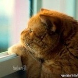 草原的鹰_Helen