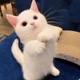 咿呀咿呀呦