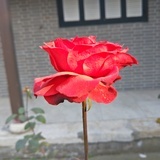 胖阿姨