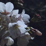 平眉川