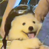 自生自灭胡秋果