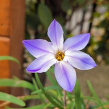 Sampam
