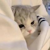 狗叫什么