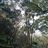 李小