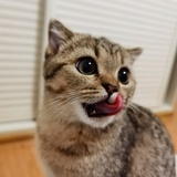 故山秋好