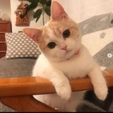 一颗栗子