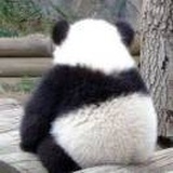 小馬