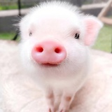 农村入养猪日志