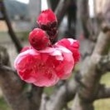 言