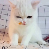 一只猫