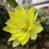 移动温维美15906