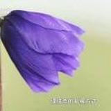 未妨清狂