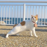 猫丸酱
