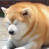 鲸鱼