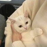 一罐小饼干
