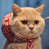 猪猪倩