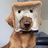 不要吃了