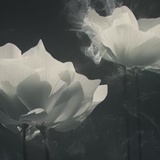 可算迷踪