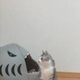 Fish-iceice