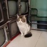 皮卡猫猫🐈