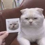 给你买橘子