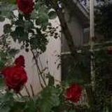 不经意的绽放