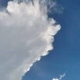 和长脚蜥