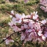 果果