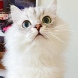 小齐