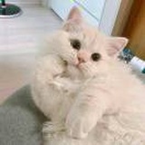 莫西莫西三千